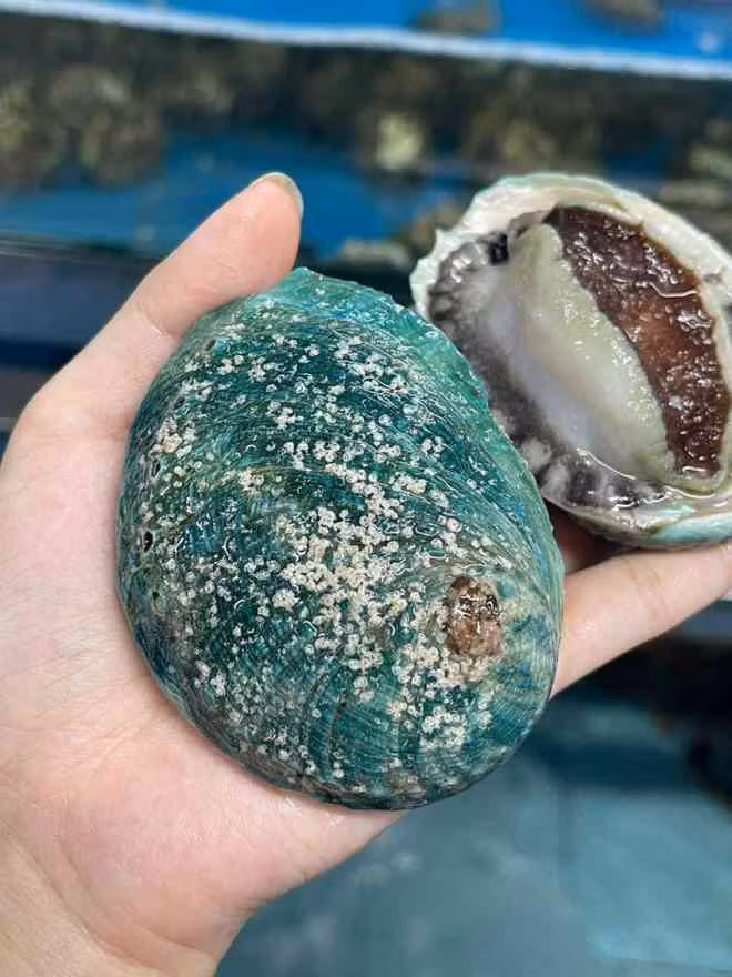 3 loai hai san cuc tot cho nam gioi-Hinh-2