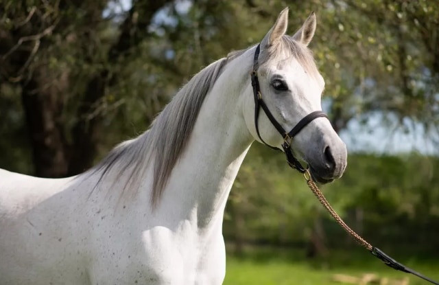 Chi bao nhieu de so huu con vat dat nhat the gioi-Hinh-5