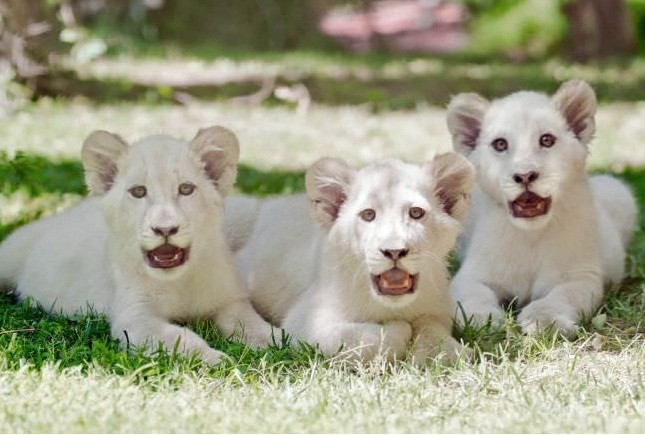 Chi bao nhieu de so huu con vat dat nhat the gioi-Hinh-6