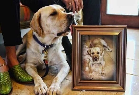 Chi bao nhieu de so huu con vat dat nhat the gioi-Hinh-9