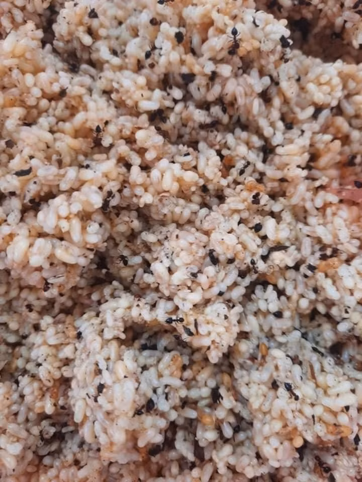 Xôi trứng kiến ‘không dành cho người yếu tim’ - Hình 2 Xoi trung kien ‘khong danh cho nguoi yeu tim’-Hinh-2