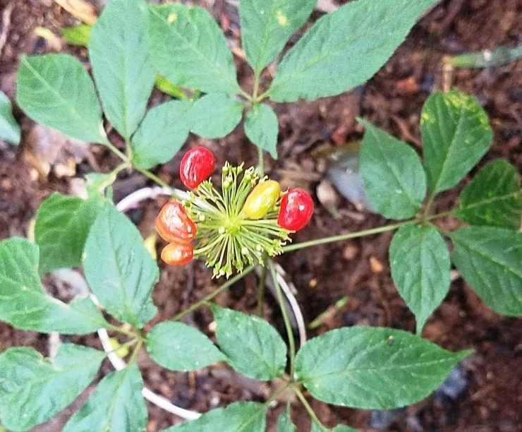 Bat ngo loai hat dat nhat Viet Nam, gia len den 240 trieu dong/kg-Hinh-2