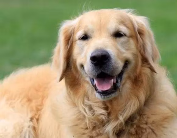 15 ngay toi, 3 con giap co can phu quy, nhat dinh giau sang-Hinh-3