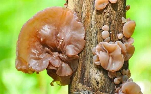 Giat minh 3 loai rau duoc menh danh la 