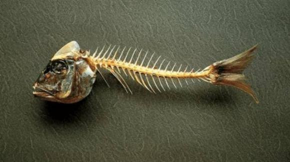 Dong vat an ca co so bi hoc xuong khong?