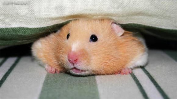 Nhưng họ cũng giỏi bày mưu tính kế, thậm chí giả vờ đáng thương để gây thiện cảm, giả vờ che giấu tâm lý thật của mình. Đặc biệt là về mặt tình cảm, sẽ làm bất cứ điều gì cần thiết để đạt được mục tiêu của mình. (Bài viết mang tính chất tham khảo, chiêm nghiệm).