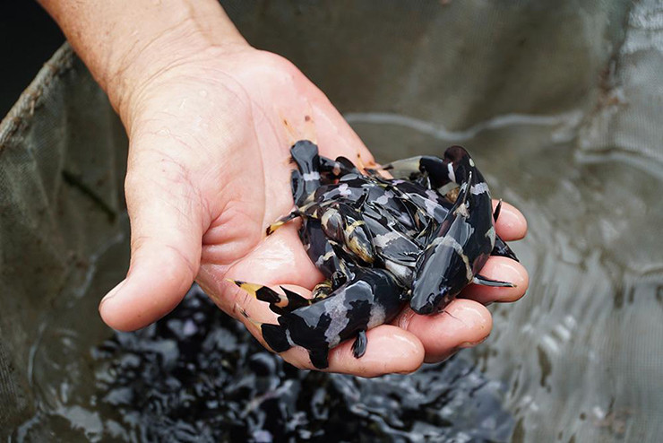 Cá chốt chuột thường sống ở đáy sông, dưới lớp bùn.