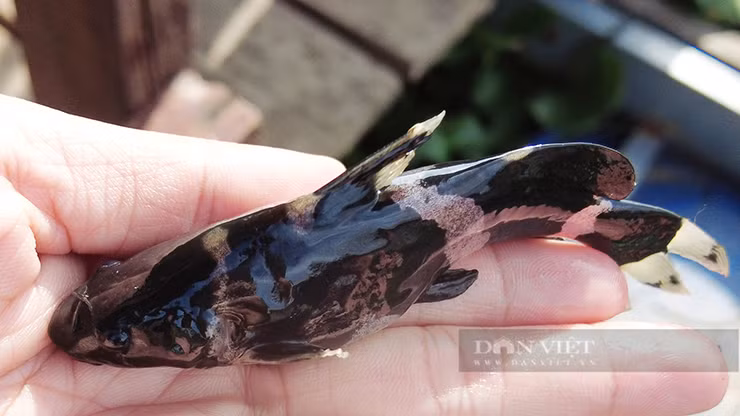  Cá chốt chuột là một loại cá da trơn khá giống với cá trê với thân dẹp bên, đầu nhỏ, hình nón và có ngạnh.