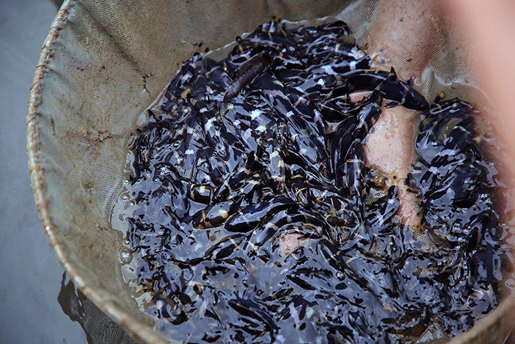 Bù lại, cá chốt chuột lại có hương vị khá ngon.