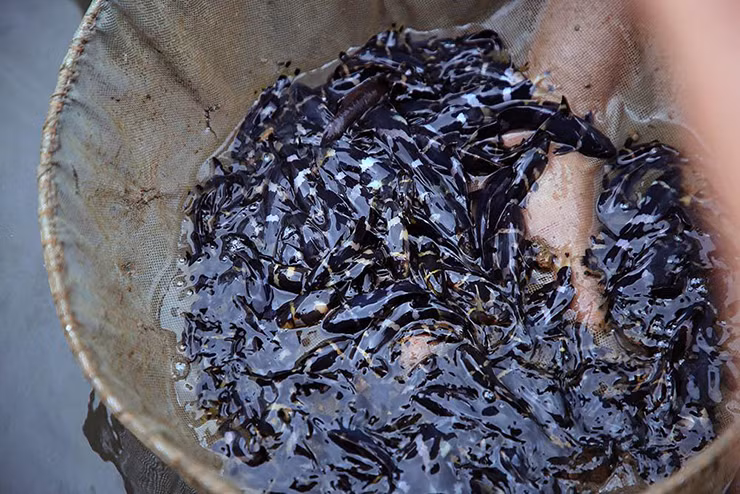 Bù lại, cá chốt chuột lại có hương vị khá ngon.