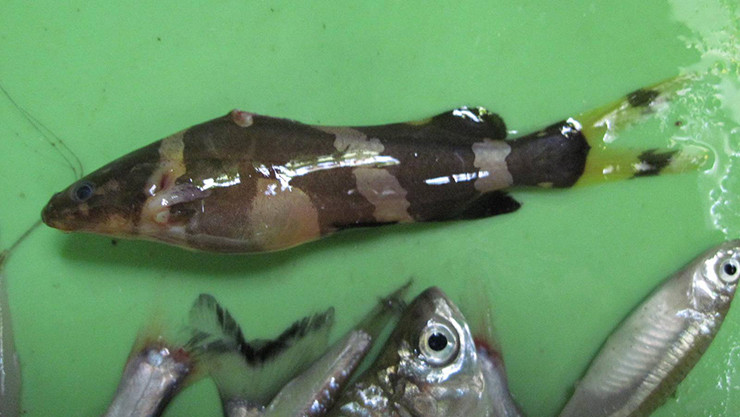 Được biết, giá cá chốt chuột thịt hiện nay là 400.000 đồng/kg, còn cá chốt chuột con là 15.000 đồng/con.