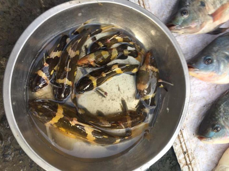 Hiện đàn cá hiếm thấy này còn nhỏ và đang được ông chăm sóc tốt dưới bè cá của mình.