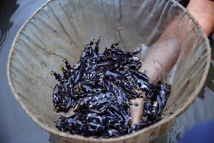 Những người từng được thưởng thức nhận xét cá chốt chuột ngon hơn cá heo nước ngọt, cá linh... thịt mềm và ngọt.