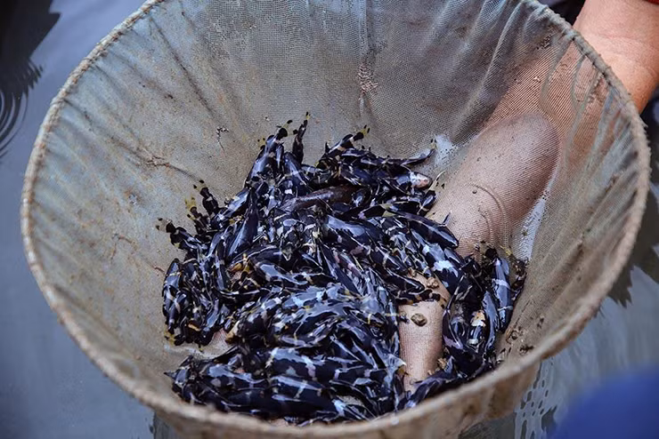 Những người từng được thưởng thức nhận xét cá chốt chuột ngon hơn cá heo nước ngọt, cá linh... thịt mềm và ngọt.