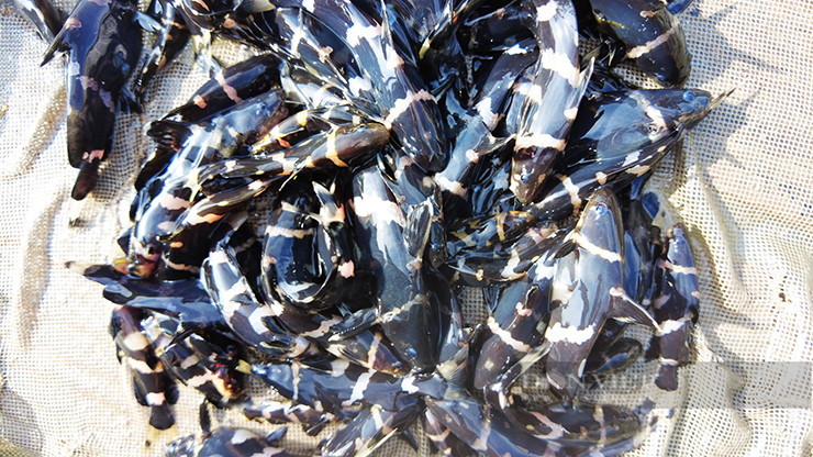 Khoảng 5-70 năm về trước, loài cá này rất phổ biến, nhiều người đi đánh lưới bắt được cá chốt chuột thì không mấy mặn mà vì gỡ cá ra khỏi lưới rất khó, ngạnh cá có thể đâm vào tay rất nhức.