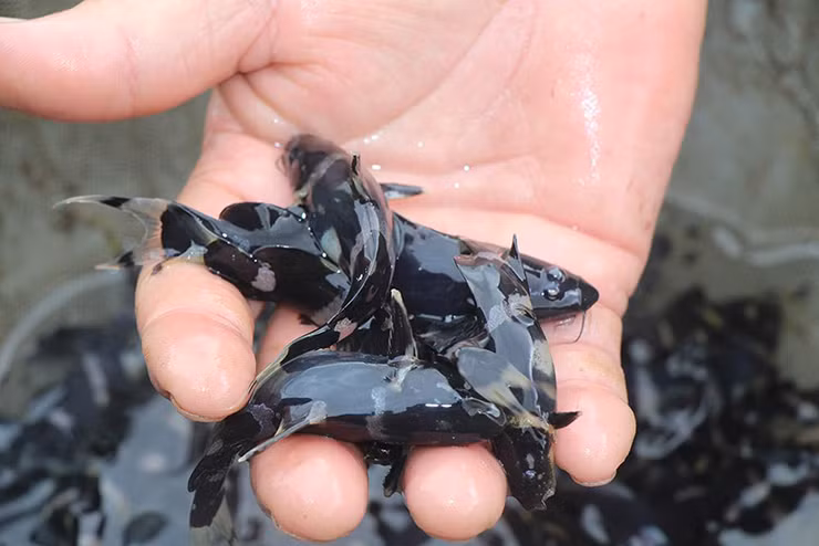 Thời gian gần đây, hầu như không thể thấy cá chốt chuột ngoài tự nhiên.