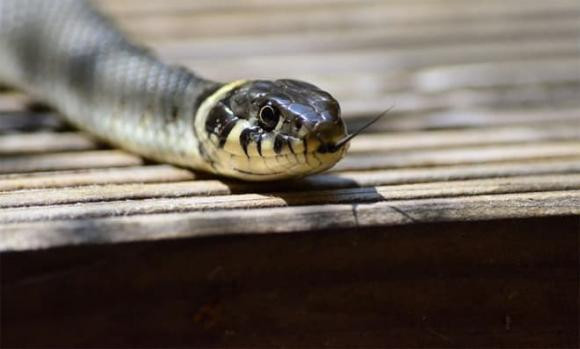 6 thang cuoi nam: 3 con giap tinh duyen trrac tro, tren bo ran nut-Hinh-2