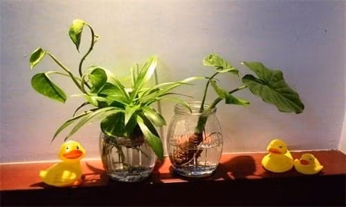 Vi tri dat cay phong thuy moi nhat nam 2022