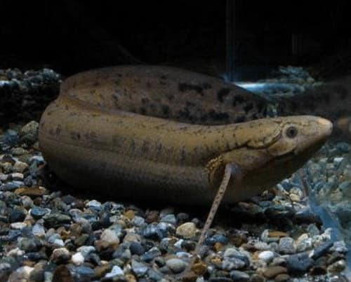 Loai ca co the song 4 nam ma khong can an uong tren sa mac-Hinh-3