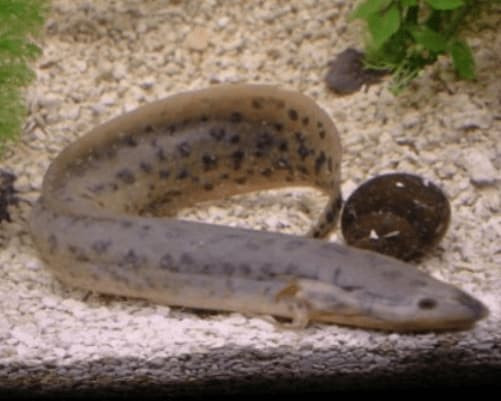 Loai ca co the song 4 nam ma khong can an uong tren sa mac-Hinh-5