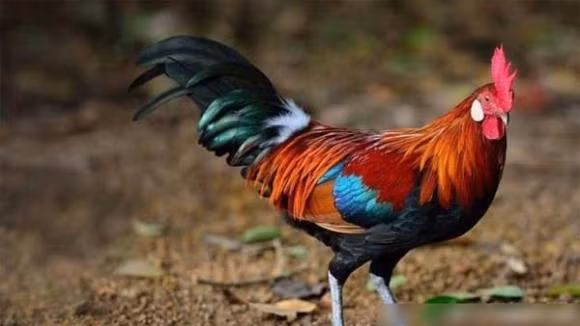 Nguoi tuoi Dau sinh nam nao se gap may man, co tai van tot?