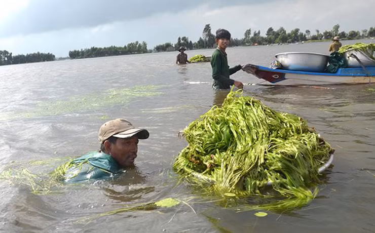 Hẹ nước có thân mềm, rễ chùm ngắn ăn bám vào đất bùn nên nhổ rất dễ. Khi thu hoạch phải đi theo lối, và tránh làm nước đục khó thấy hẹ để nhổ.