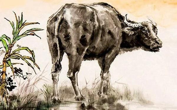 1 tuổi Sửu may mắn trong năm Quý Mão 2023. Trong năm Quý Mão con giáp may mắn chính là tuổi Sửu phần lớn các chú trâu đều có sao chiếu mệnh tốt. 