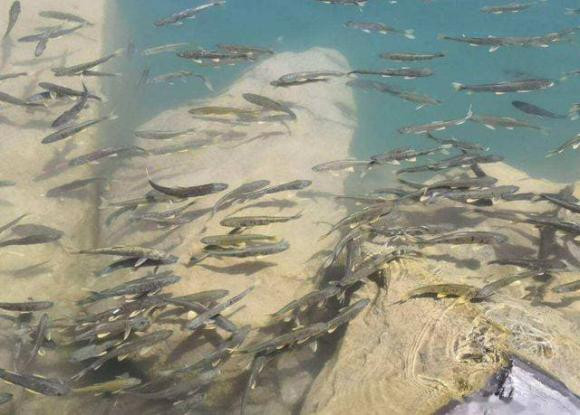 Vi sao nguoi dan khong bao gio danh ca trong ho o Tay Tang?-Hinh-6