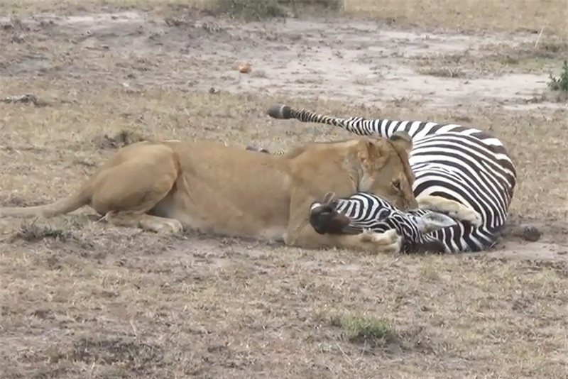 Video: Sư tử nhọc nhằn hạ sát ngựa vằn Video: Su tu nhoc nhan ha sat ngua van