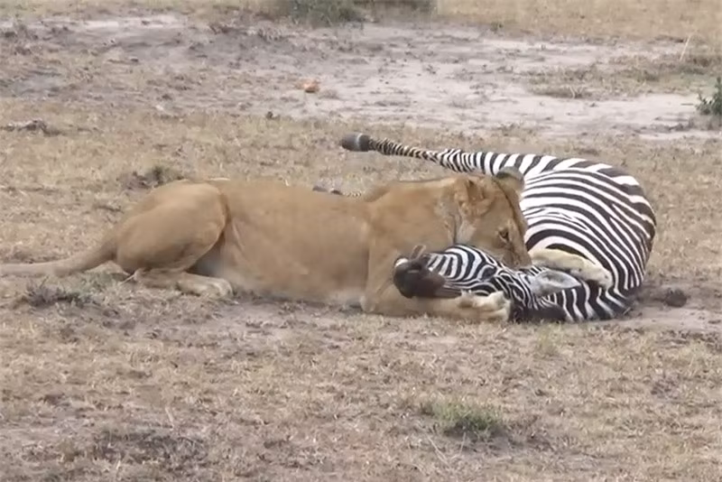 Video: Sư tử nhọc nhằn hạ sát ngựa vằn Video: Su tu nhoc nhan ha sat ngua van