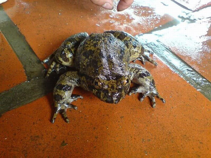 Ếch hương trong tự nhiên hiện tại rất hiếm, lại là đặc sản có giá trị cao.