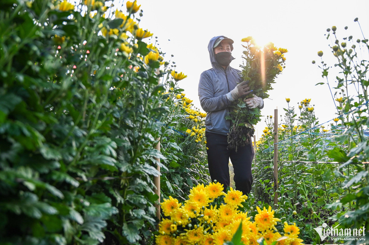 "Giá hoa đang tăng theo từng ngày, như mấy tuần trước một bó cúc chỉ có giá 40.000-50.000 đồng nhưng đến bây giờ giá bán buôn đã lên 100.000-140.000 đồng cho 50 bông. Gần Tết giá sẽ còn tăng nữa nếu hoa trở nên khan hiếm", chị cho biết thêm.