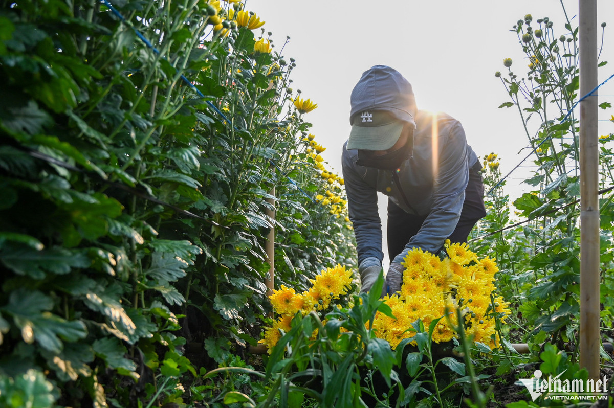 Gia đình chị Thúy sở hữu vườn hoa rộng hơn 360m2. Ngày thường, chị và chồng cùng chăm sóc và thu hoạch nhưng gần 1 tuần nay chị phải huy động thêm người trong nhà ra phụ giúp. "Mấy năm trước do ảnh hưởng bởi dịch bệnh lượng tiêu thụ chậm, năm nay mọi thứ đang dần ổn định nên sức mua cao hơn. Hiện tại nhà tôi không còn hoa để bán, từ sáng tới giờ tôi phải từ chối khá nhiều khách mua buôn", chị Thúy chia sẻ.