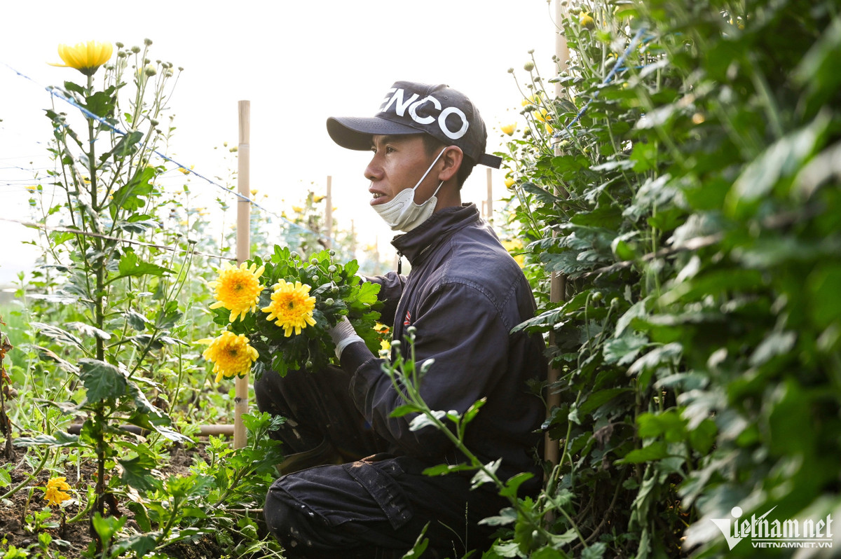 Cứ vào vụ Tết người nông dân nơi đây lại thấp thỏm, lo lắng vì là vụ quan trọng trong năm. Ngoài kỹ thật trồng và chăm sóc hoa, yếu tố quyết định giá hoa là thời tiết. Nếu trời nắng ấm, độ ẩm cao hoa sẽ dễ nở, còn nếu hoa xấu sẽ bị mất giá.