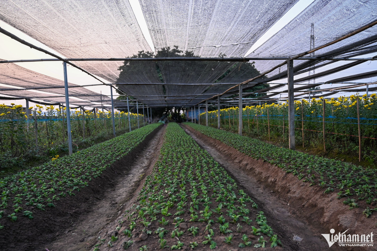 Sau khi thu hoạch, những luống hoa mới được gieo trồng chờ ngày rằm tháng Chạp và dịp Tết Nguyên đán đang đến gần.