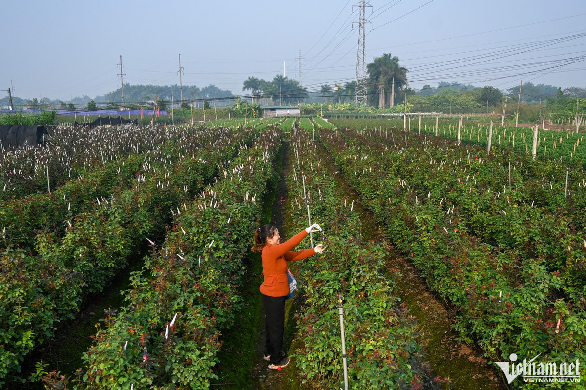 Hiện nay, phường Tây Tựu (quận Bắc Từ Liêm) có tổng diện tích đất hơn 200ha trồng hoa với các loại cúc, ly và hồng và được lựa chọn nhiều nhất vào những ngày Rằm tháng Chạp, Tết Nguyên đán.