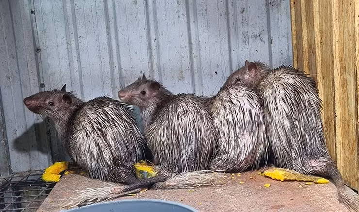 Con don ngoài tên gọi khác là con hon thì còn có tên gọi khác nữa là con đon