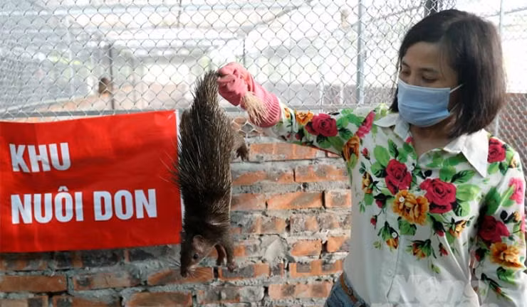 Don chỉ nặng 3 đến 5 kg, thân dài 400 - 500 mm, đuôi dài 150 - 250 mm. Don đực và don cái rất khó phân biệt