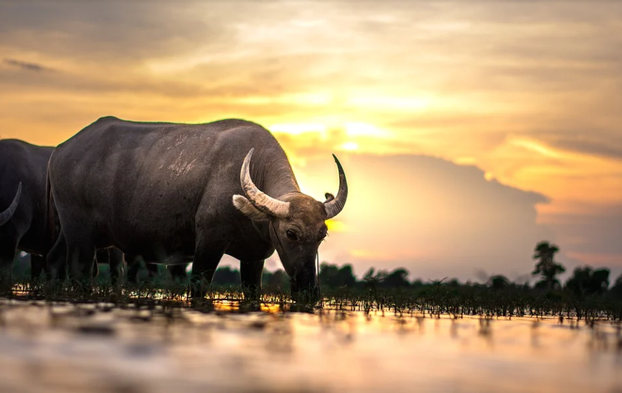 5 ngày tới đây, con giáp tuổi Sửu gặp nhiều may mắn, tài lộc dồi dào, tiền tiêu chẳng hết. Từ giai đoạn này trở đi, tuổi Sửu cần nỗ lực nhiều hơn. 