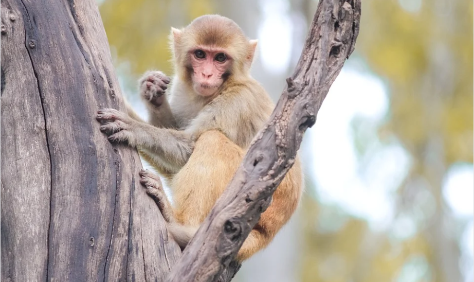 5 ngày tới đây, người tuổi Thân sẽ có nhiều cơ hội công việc, tài lộc bùng nổ, đào hoa vượng. 