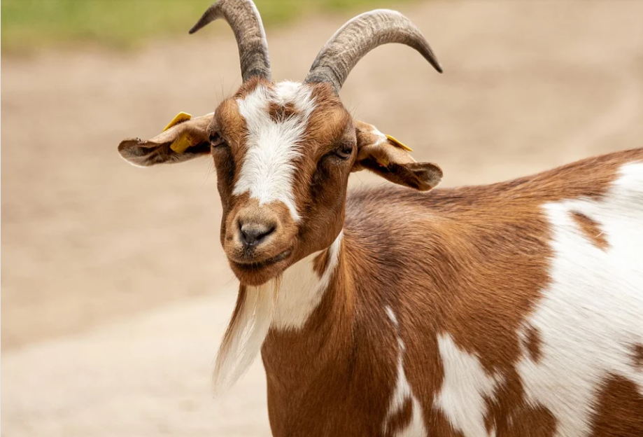 Thời gian gần đây, người tuổi Mùi gặp không ít khó khăn trong công việc do tác động ngoại cảnh. Công việc bị trì hoãn khiến họ khá mất bình tĩnh, lo lắng 