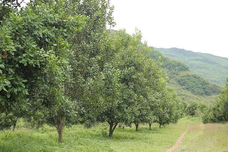 'Nu hoang' ve voi nui rung phia Bac: Hang khong du ban-Hinh-2