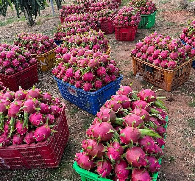 Loai qua la sieu thuc pham o chau Au, gia 4.000 dong/kg tai Viet Nam-Hinh-2