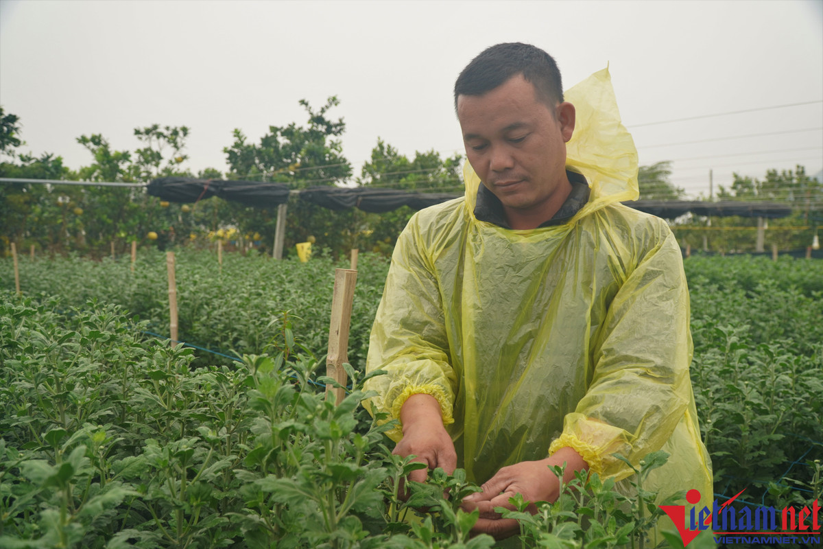 Lang hoa Dong Cuong lon nhat Thanh Hoa chuan bi chong den-Hinh-2