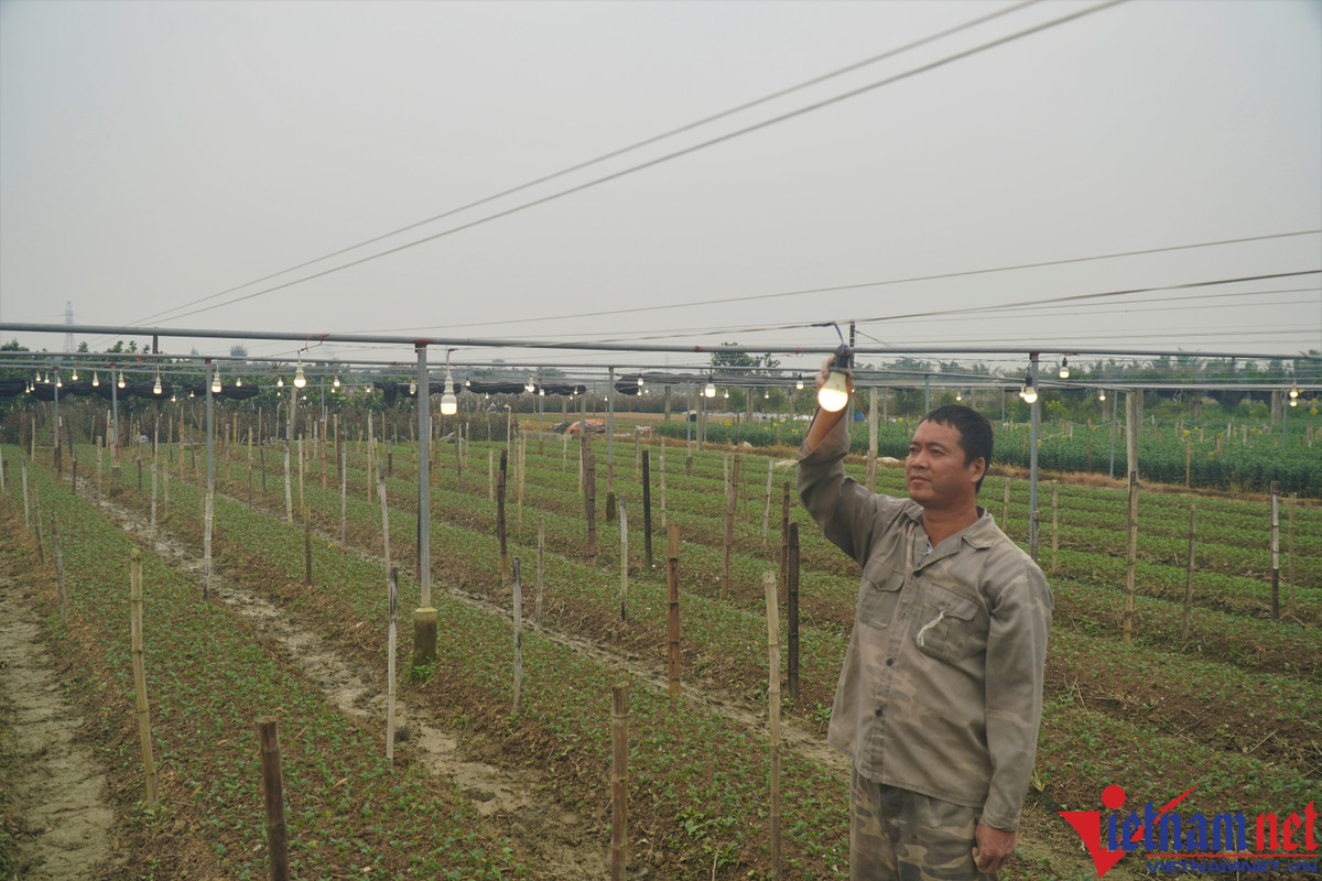 Lang hoa Dong Cuong lon nhat Thanh Hoa chuan bi chong den-Hinh-4