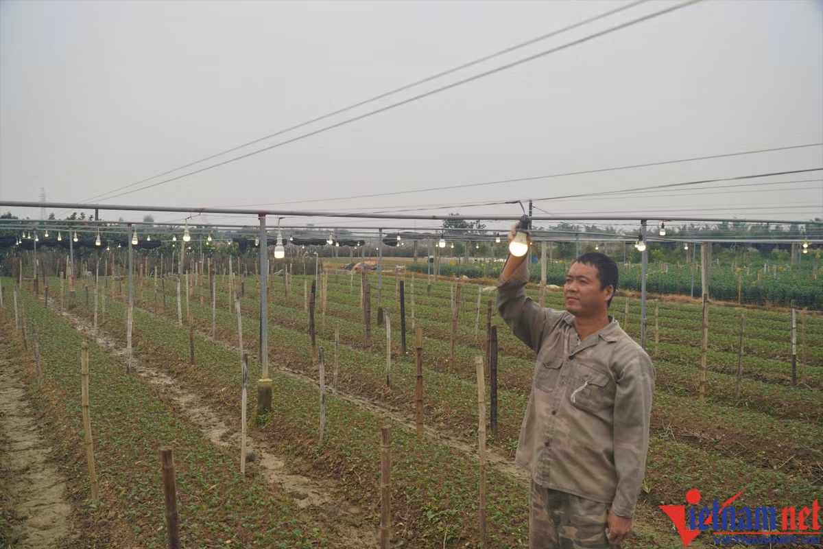 Lang hoa Dong Cuong lon nhat Thanh Hoa chuan bi chong den-Hinh-4