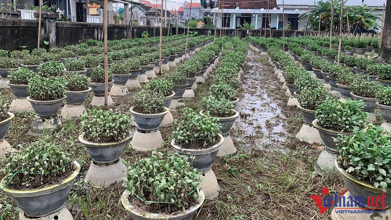 Lang hoa Dong Cuong lon nhat Thanh Hoa chuan bi chong den-Hinh-6