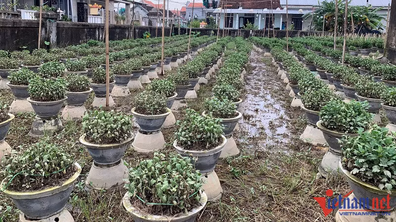 Lang hoa Dong Cuong lon nhat Thanh Hoa chuan bi chong den-Hinh-6