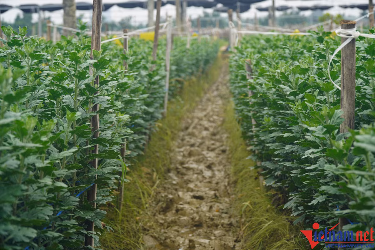 Lang hoa Dong Cuong lon nhat Thanh Hoa chuan bi chong den-Hinh-5