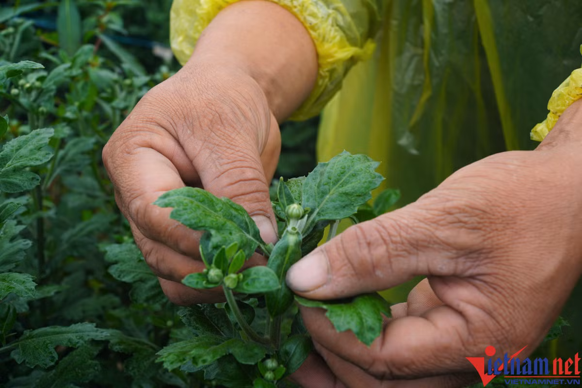 Lang hoa Dong Cuong lon nhat Thanh Hoa chuan bi chong den-Hinh-3